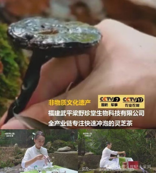 福建武平梁野珍堂林文辉：从退伍军人到中国灵芝文化名片的传递者