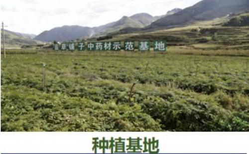 守正创新传瑰宝 苗医济世惠民生 —— 王开香与苗草铺子共筑民族医药新征程