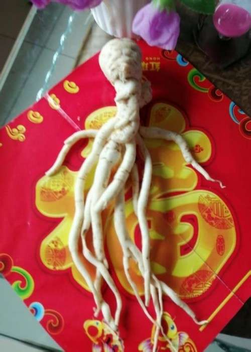 中国著名医学专家 李明与他的龙凤福参传奇