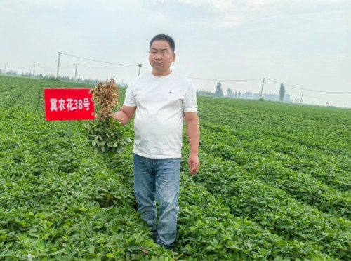 校企协同探新路 产教融合促振兴——河北农业大学花生创新团队赴唐山卓赢农业花生新品种繁育基地实地交流
