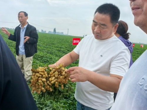 校企协同探新路 产教融合促振兴——河北农业大学花生创新团队赴唐山卓赢农业花生新品种繁育基地实地交流