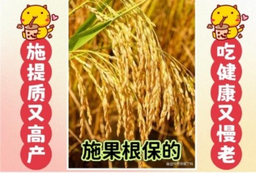 凭技术打天下 靠效果定江山 红色大健康产业链农产品口感擂台赛邀您共赴品质之约