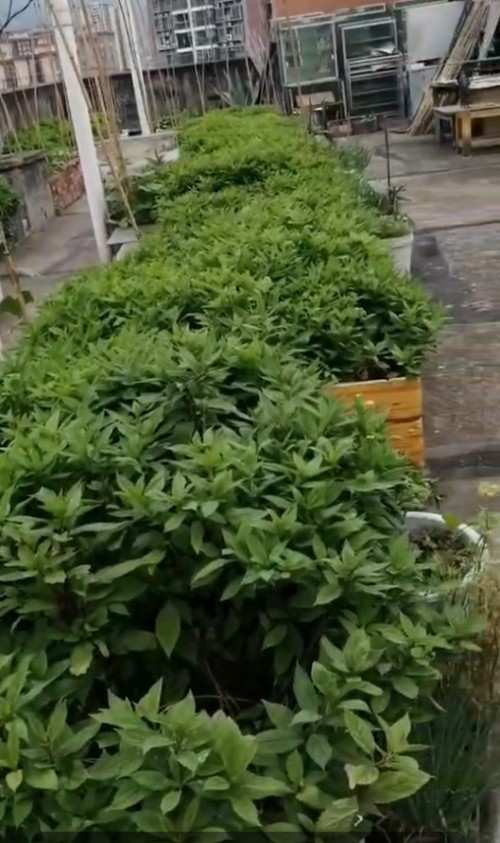 中国著名医学专家李明与他的龙凤福寿参传奇